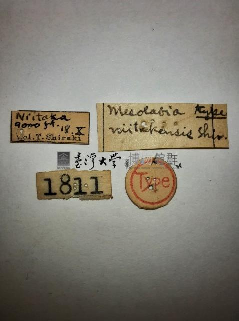 玉山唇螋藏品圖，第2張