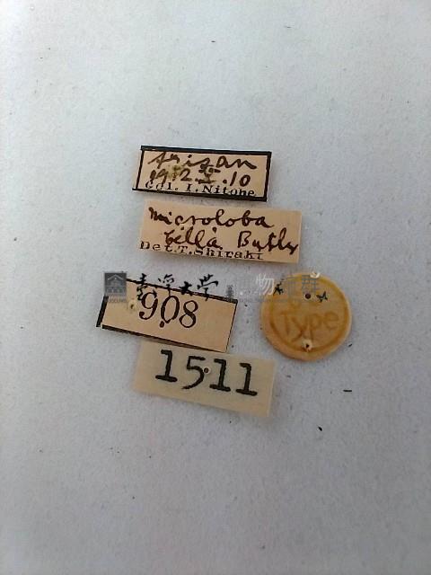 尺蛾藏品圖，第2張