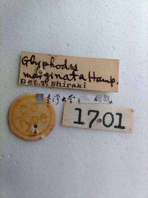 螟蛾藏品圖，第2張