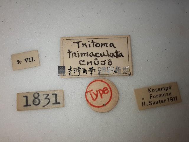 大蕈蟲藏品圖，第2張