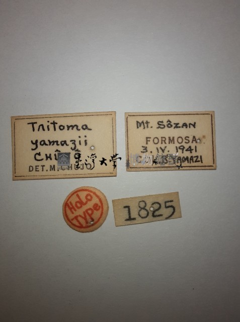 大蕈蟲藏品圖，第2張