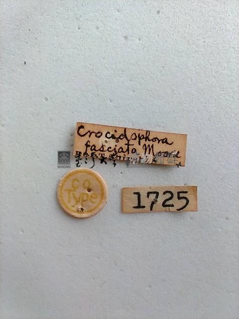 螟蛾藏品圖，第2張