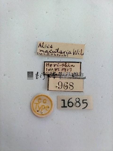 螟蛾藏品圖，第2張