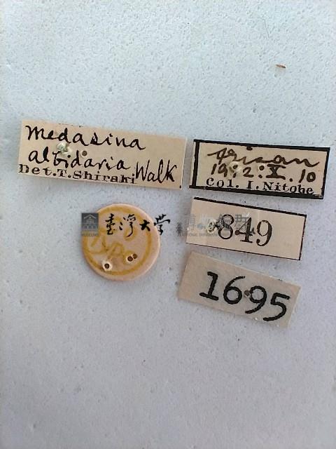 螟蛾藏品圖，第2張