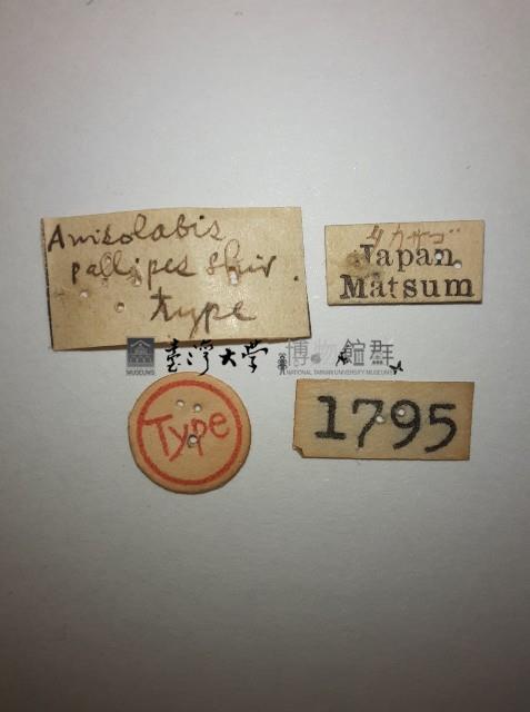 蠼螋藏品圖，第2張