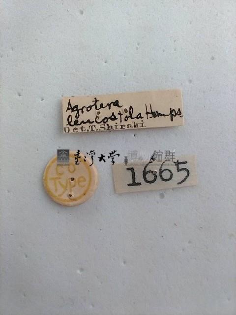 螟蛾藏品圖，第2張