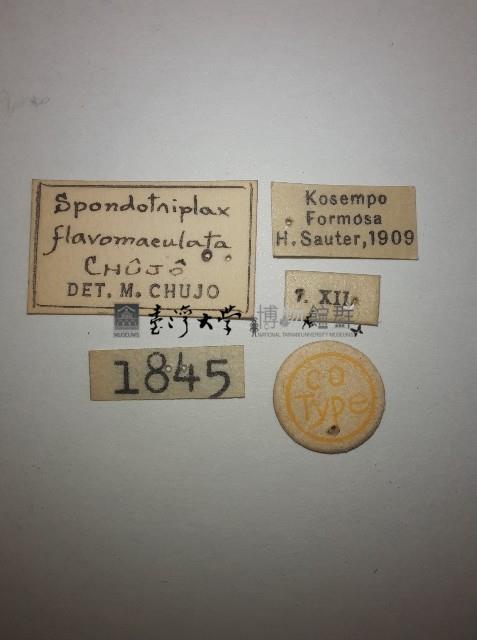 花甲藏品圖，第2張