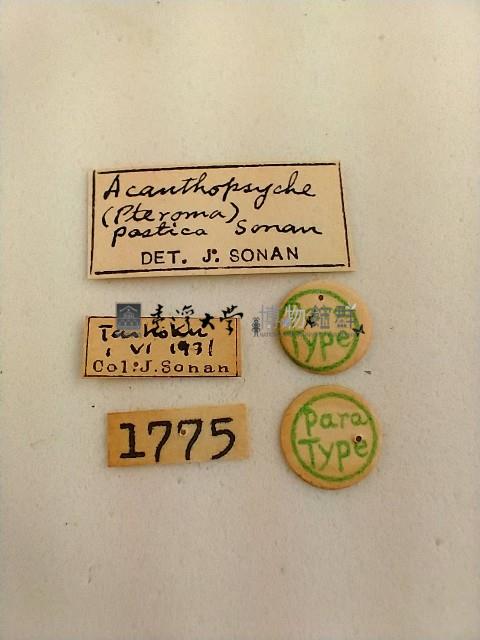 簑蛾藏品圖，第2張