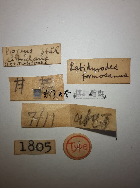 蠼螋藏品圖，第2張
