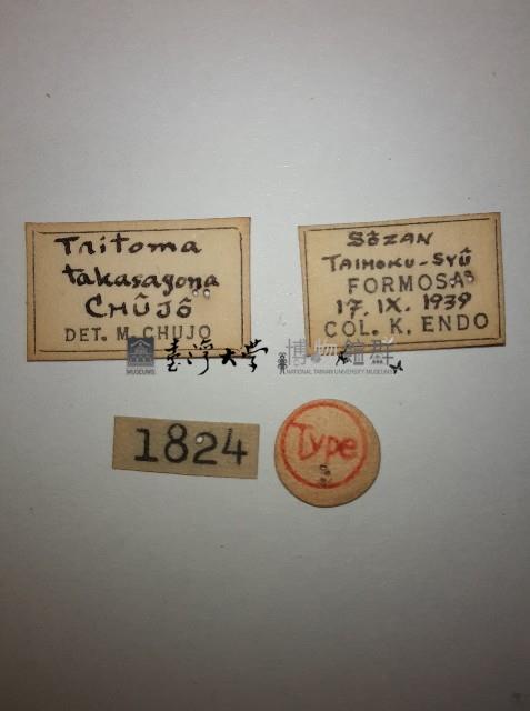 大蕈蟲藏品圖，第2張