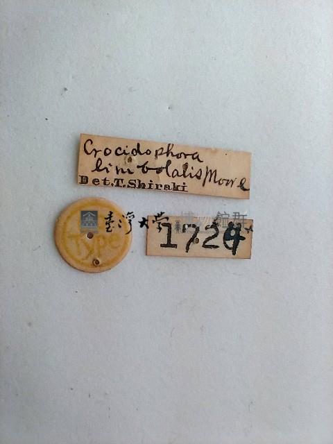 螟蛾藏品圖，第2張