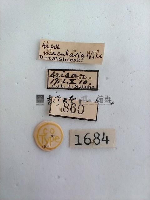 螟蛾藏品圖，第2張