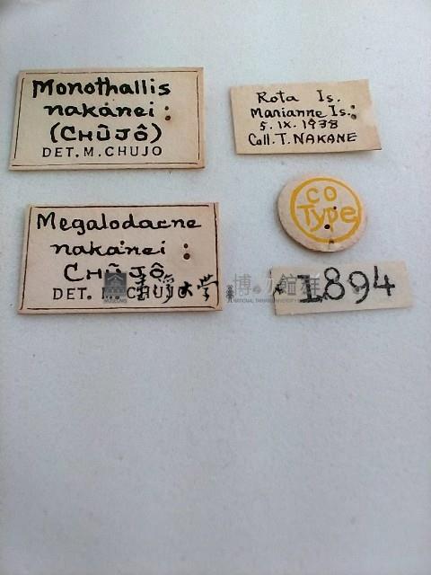 大蕈蟲藏品圖，第2張