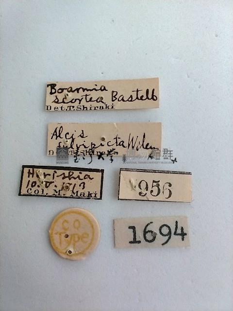 螟蛾藏品圖，第2張