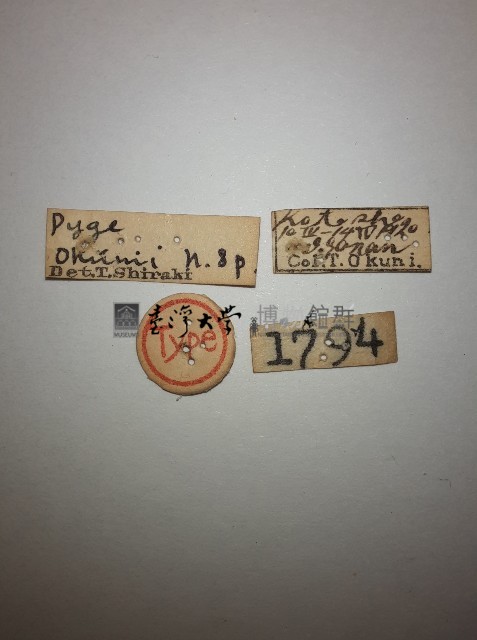 盔尾螋藏品圖，第2張