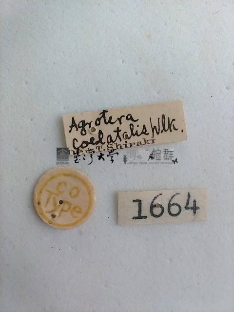 螟蛾藏品圖，第2張