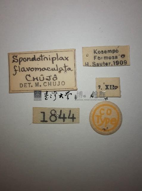 花甲藏品圖，第2張