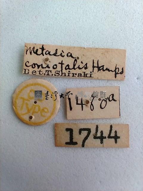 螟蛾藏品圖，第2張