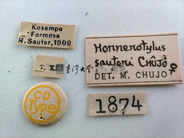 大蕈蟲藏品圖，第2張