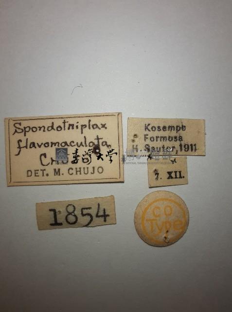 花甲藏品圖，第2張