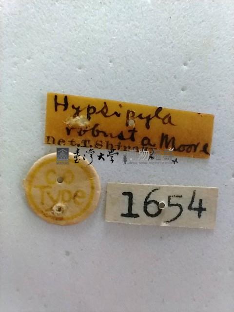 螟蛾藏品圖，第2張