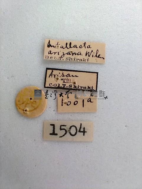 尺蛾藏品圖，第2張