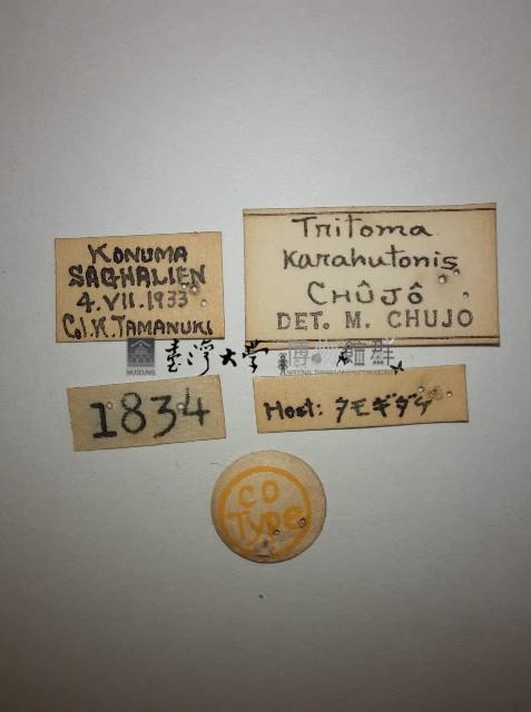 大蕈蟲藏品圖，第2張