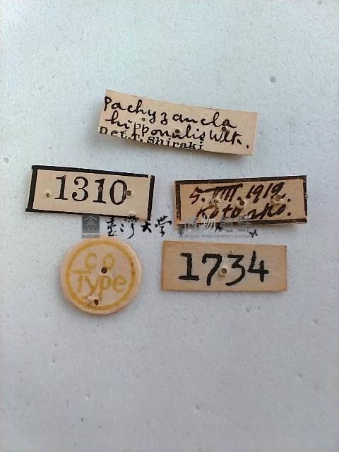 螟蛾藏品圖，第2張