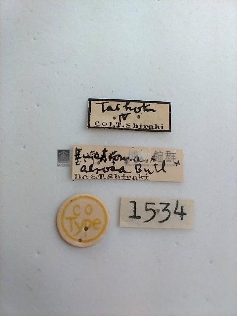 黑斑褥尺蛾藏品圖，第2張