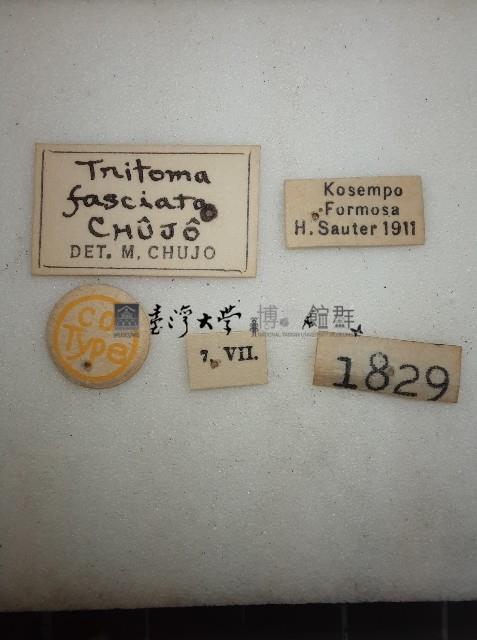 大蕈蟲藏品圖，第2張