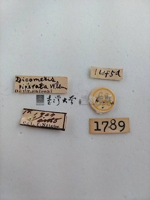 雕翅蛾藏品圖，第2張