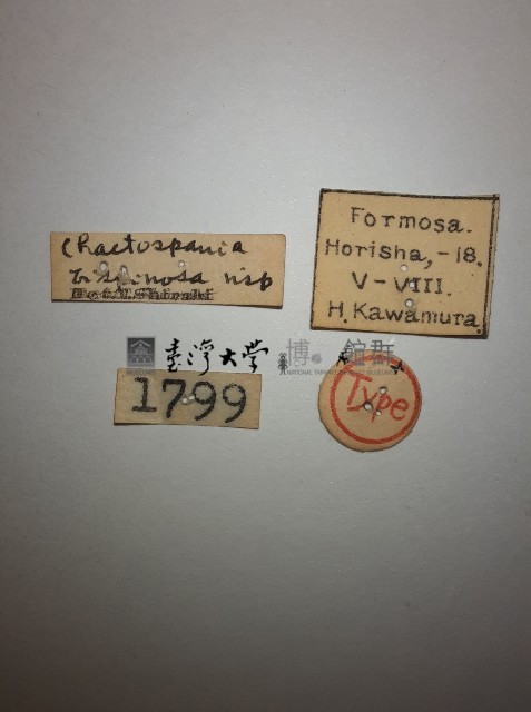 雙棘小蠼螋藏品圖，第2張