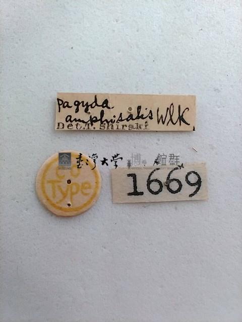 螟蛾藏品圖，第2張