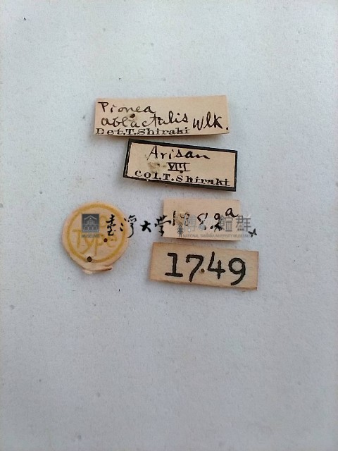 螟蛾藏品圖，第2張
