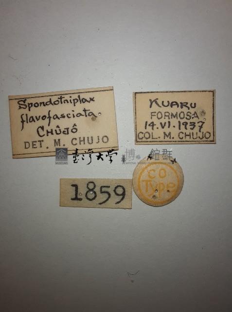 花甲藏品圖，第2張