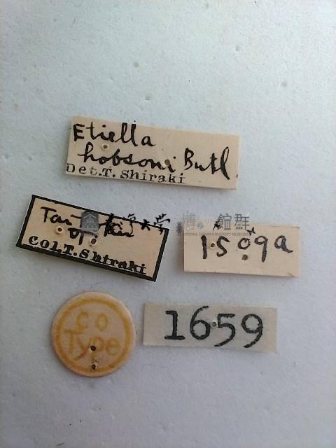 螟蛾藏品圖，第2張