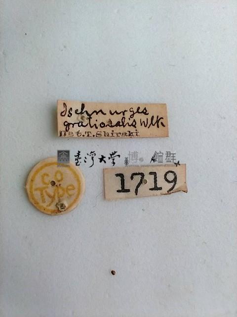 螟蛾藏品圖，第2張