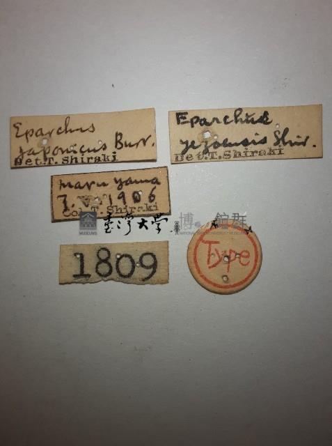 東慈螋藏品圖，第2張