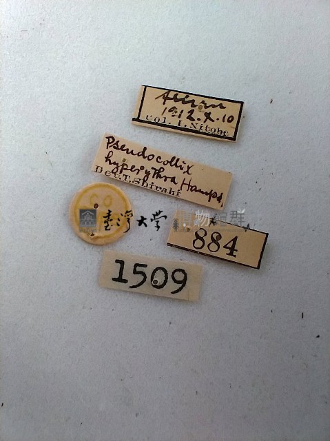 鏽斑波尺蛾藏品圖，第2張