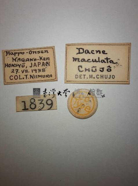 大蕈蟲藏品圖，第2張