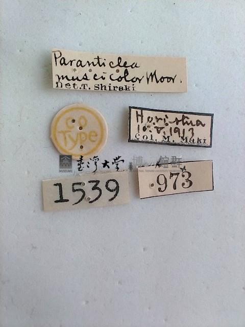 尺蛾藏品圖，第2張