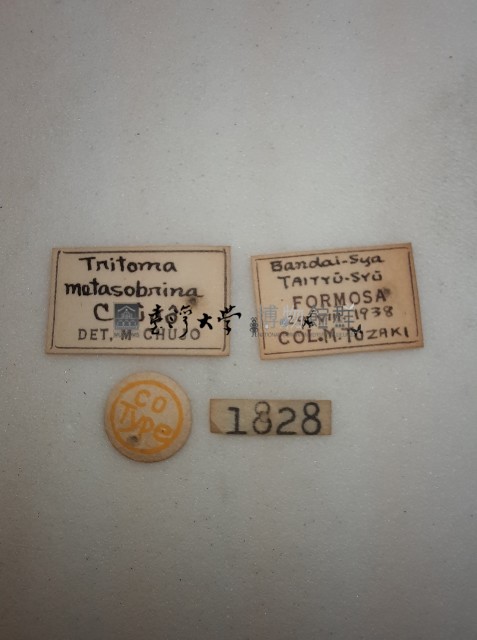 蓬萊紅紋迷你大蕈蟲藏品圖，第2張