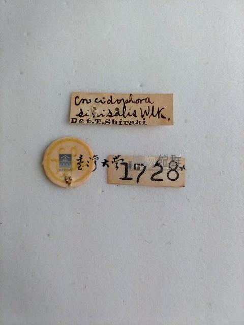 螟蛾藏品圖，第2張