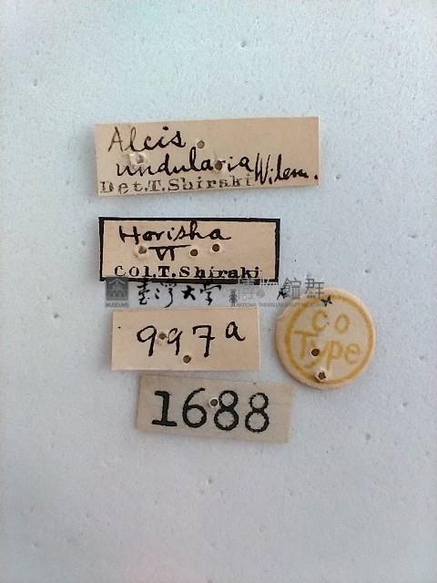 螟蛾藏品圖，第2張