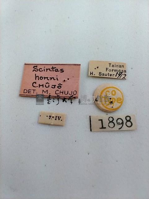 大蕈蟲藏品圖，第2張