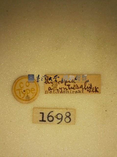 螟蛾藏品圖，第2張