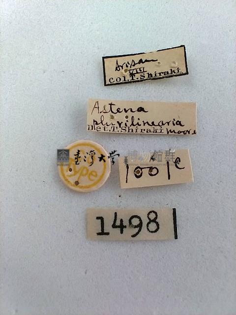 尺蛾藏品圖，第2張