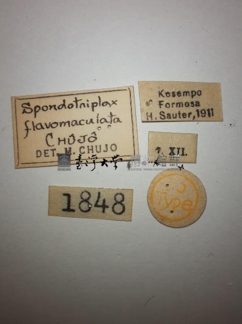 花甲藏品圖，第2張