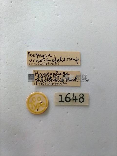 螟蛾藏品圖，第2張