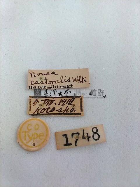 螟蛾藏品圖，第2張